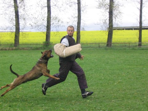GERY Dogwailer(H2-PČR-pes hlídkový,účastník krajského přeboru PČR)